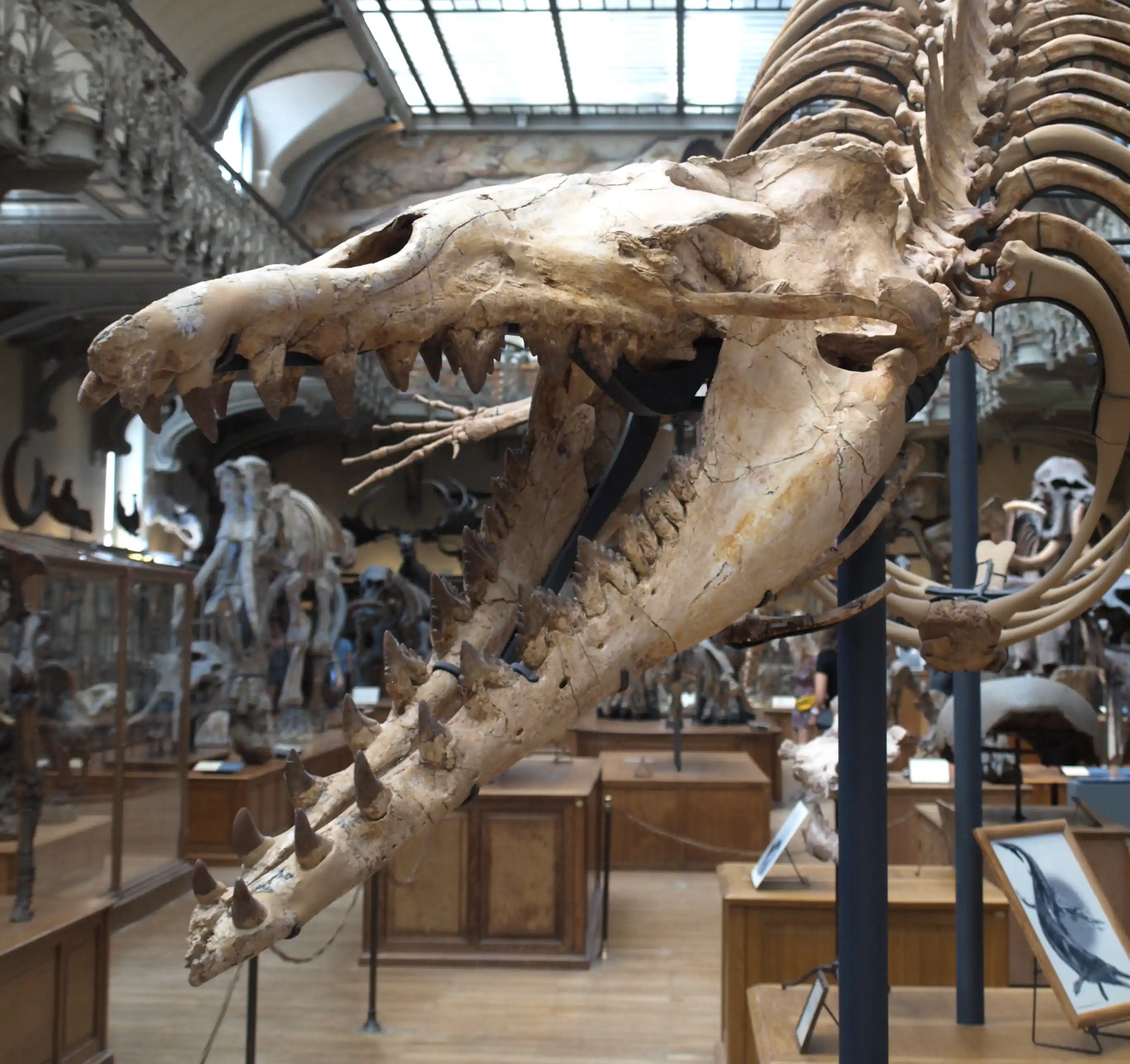 Galerie de paléontologie du Muséum national d'histoire naturelle